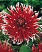 Dahlia FRIQUOLET